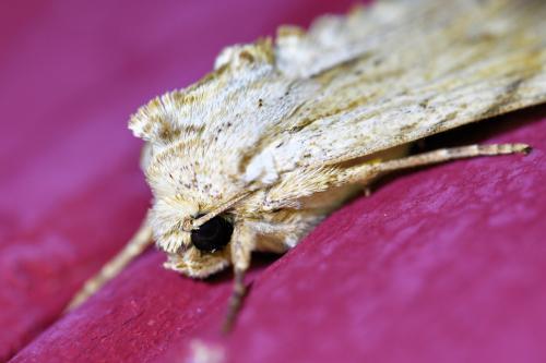 Réf. 336 718 : Apamea lithoxylaea
